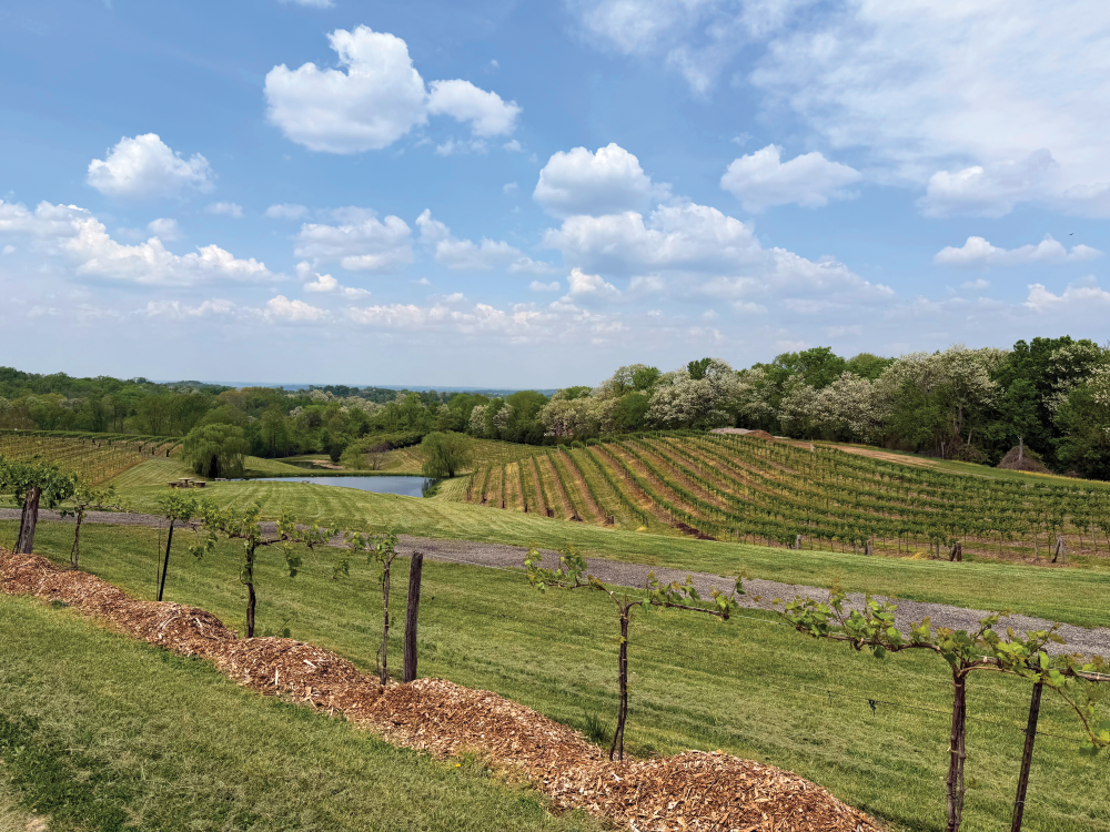 Vine and dandy | Ohio Cooperative Living